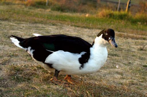 Free Stock Photo of Duck in the farm