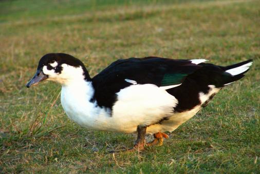 Free Stock Photo of Duck in the grass