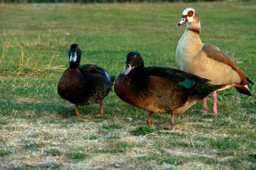 Free Stock Photo of Geese and ducks