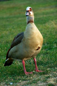 Free Stock Photo of Geese in the grass