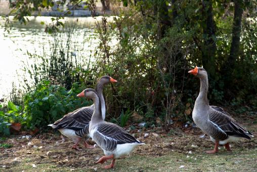 Free Stock Photo of Geeses near a lake