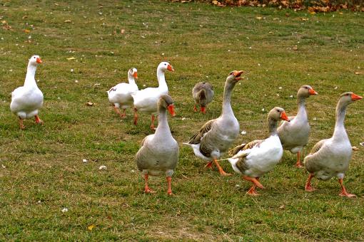 Free Stock Photo of Geeses in the park