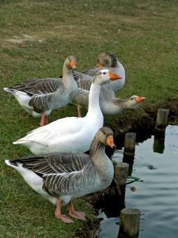 Free Stock Photo of geeses anda ducks drinking