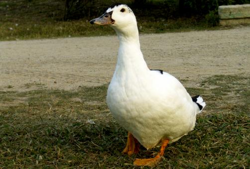 Free Stock Photo of Duck walking in a park