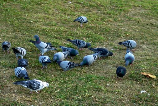 Free Stock Photo of Pigeons in the grass