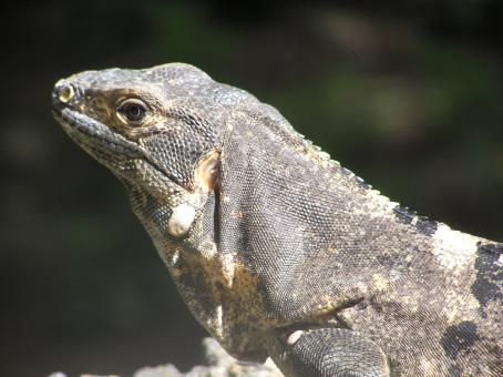 Free Stock Photo of My Costa Rican Friend