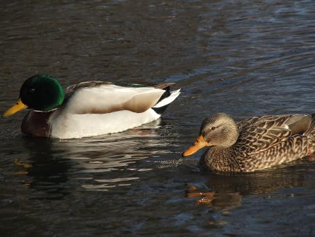Free Stock Photo of Birds of a Feather