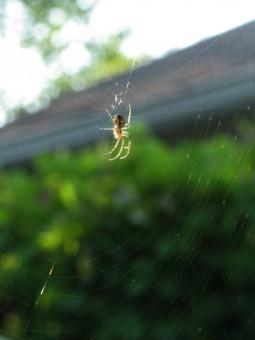 Free Stock Photo of Spider