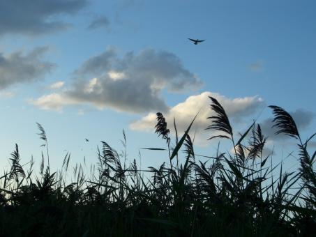 Free Stock Photo of The sky