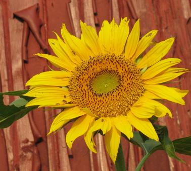 Free Stock Photo of Sunflower