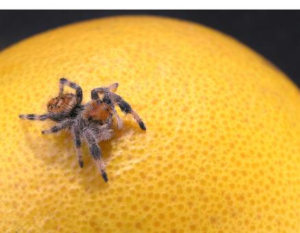 Free Stock Photo of Jumping spider on an orange