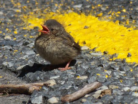 Free Stock Photo of Hedgesparrow on the other side