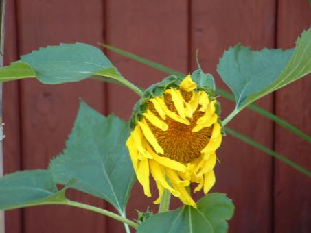 Free Stock Photo of Sunflower waking up