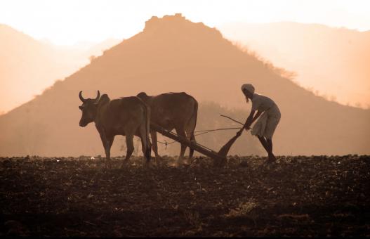 Free Stock Photo of Farmer at work