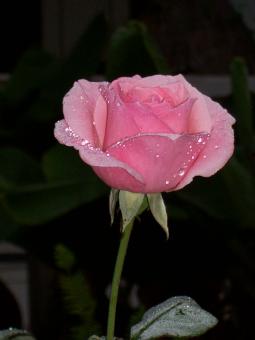Free Stock Photo of Pink rose