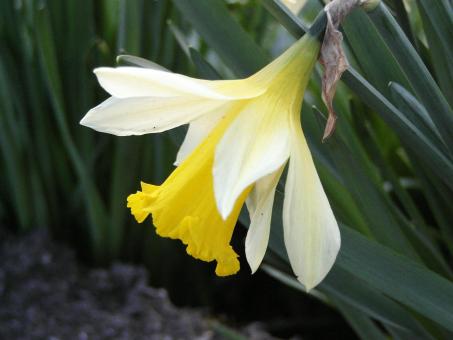Free Stock Photo of Yellow flower