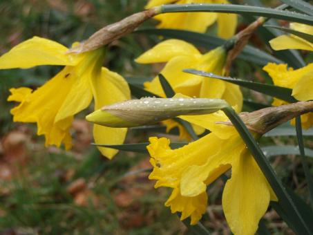Free Stock Photo of Yellow flowers