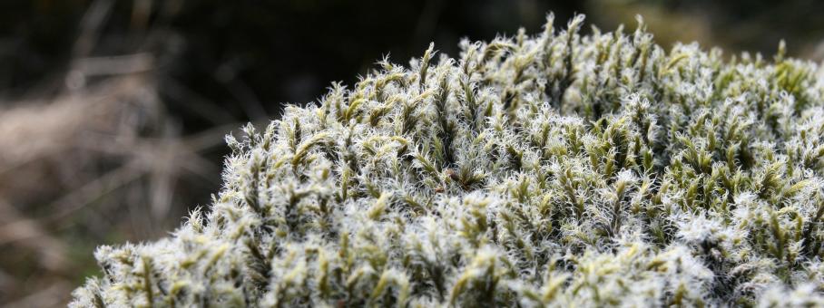 Free Stock Photo of Icelandic Moss