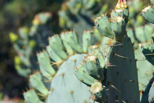 Free Stock Photo of Cactus
