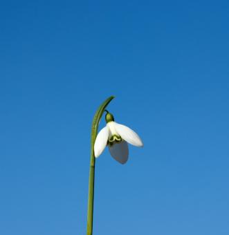 Free Stock Photo of Fresh snowdrop