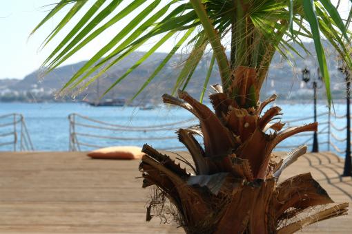 Free Stock Photo of Palm tree