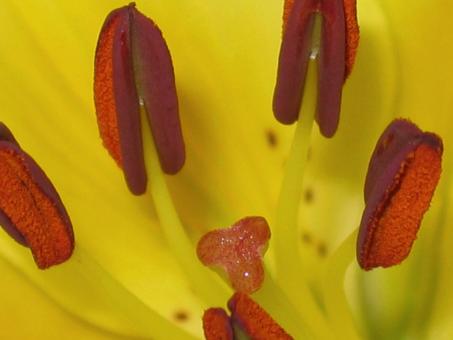 Free Stock Photo of Yellow Flower