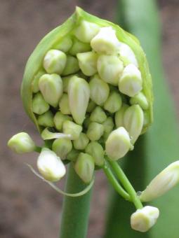 Free Stock Photo of Flower seeds