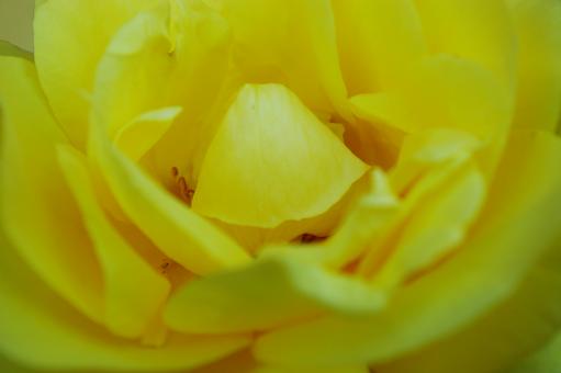 Free Stock Photo of Yellow Rose