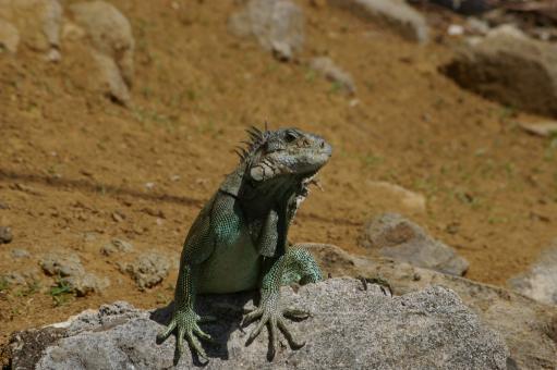Free Stock Photo of Iguana