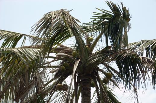 Free Stock Photo of Palm tree top