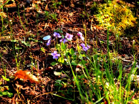 Free Stock Photo of Flowers