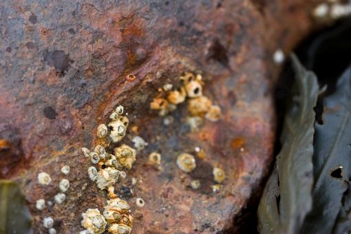 Free Stock Photo of Rusted metal