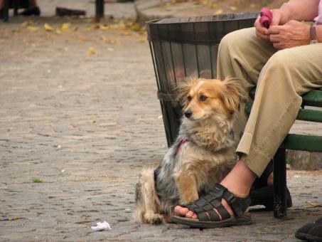 Free Stock Photo of Staring dog