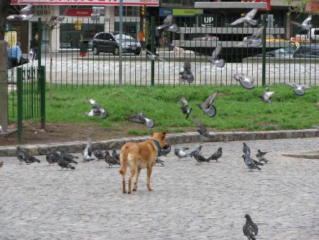 Free Stock Photo of Dog chasing pigeons