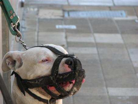 Free Stock Photo of Muzzled dog