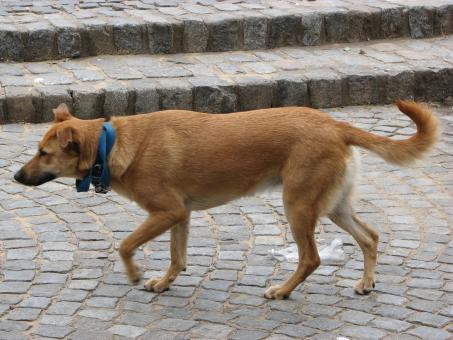 Free Stock Photo of Cinnamon dog