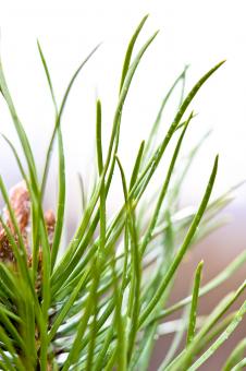 Free Stock Photo of Green needles
