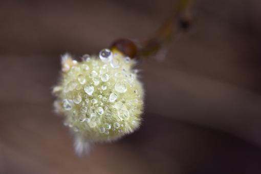 Free Stock Photo of Droplets on a spruce