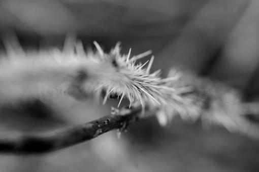 Free Stock Photo of Thorns