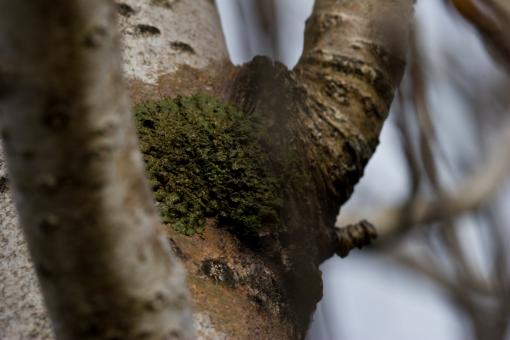 Free Stock Photo of Green fungus on a tree