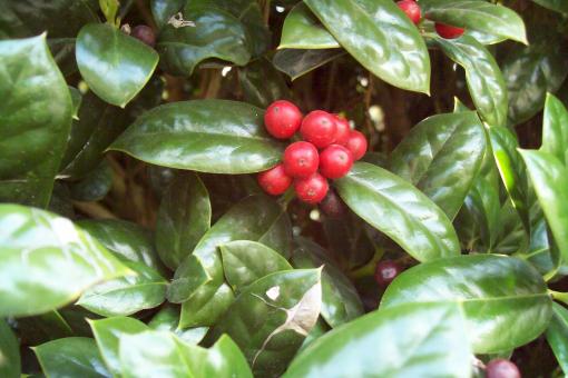 Free Stock Photo of Red berries