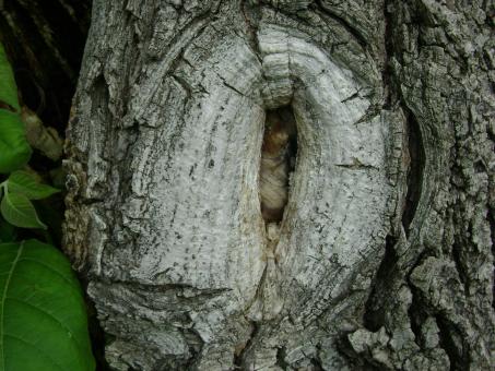 Free Stock Photo of Tree Knot