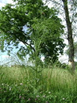 Free Stock Photo of Thorny thistle plant