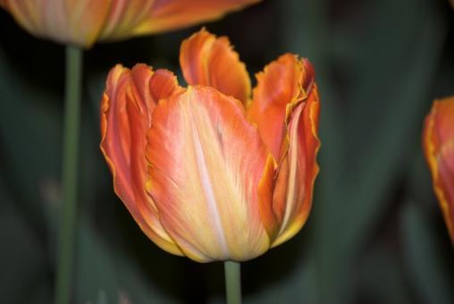 Free Stock Photo of Orange Tulips