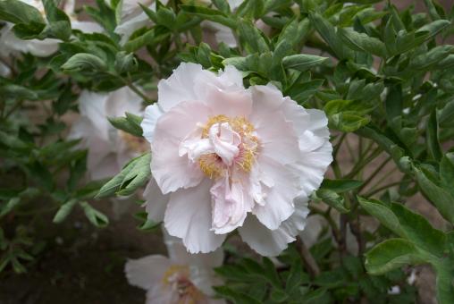 Free Stock Photo of Tree Peony