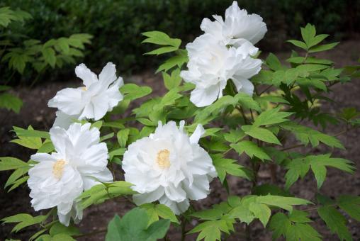 Free Stock Photo of Tree Peony