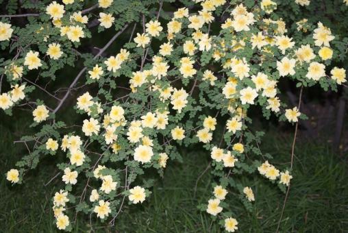 Free Stock Photo of Yellow flowers