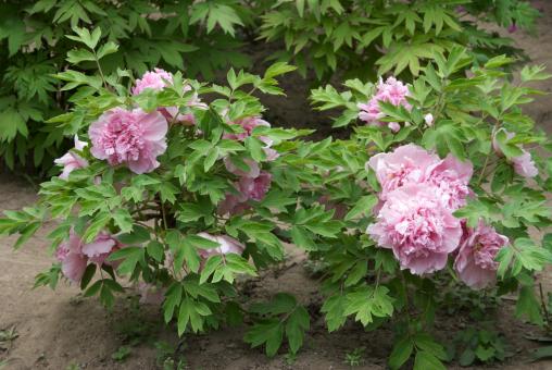 Free Stock Photo of Tree Peony