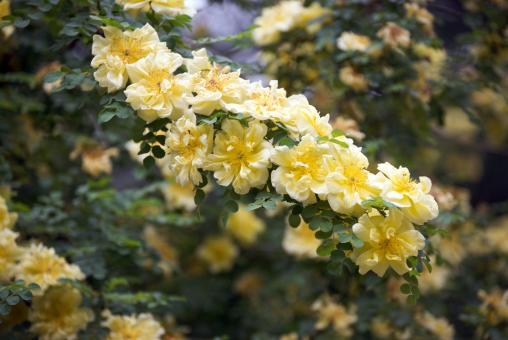 Free Stock Photo of Yellow flowers