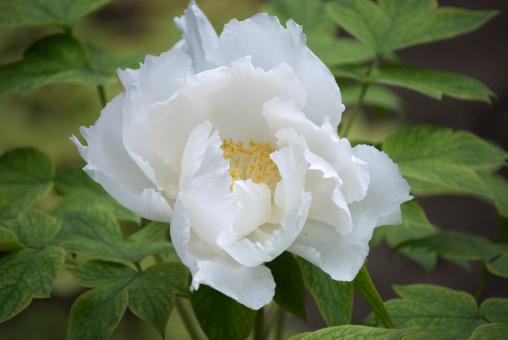 Free Stock Photo of White Tree Peony